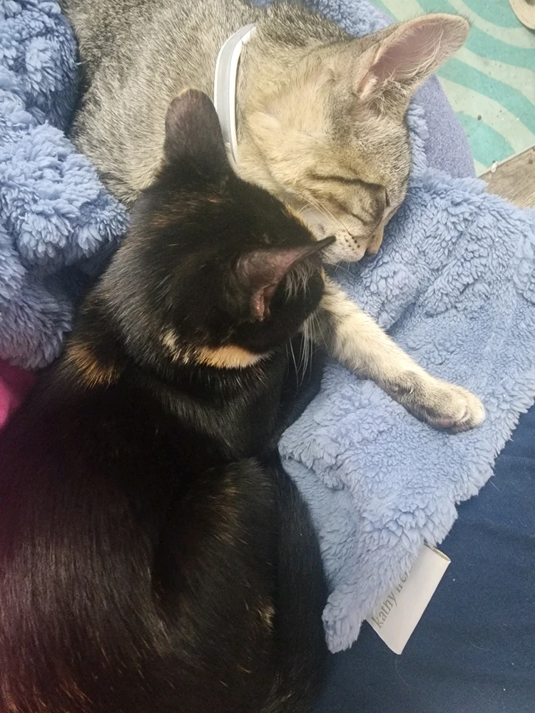 GIF uploaded by Evan