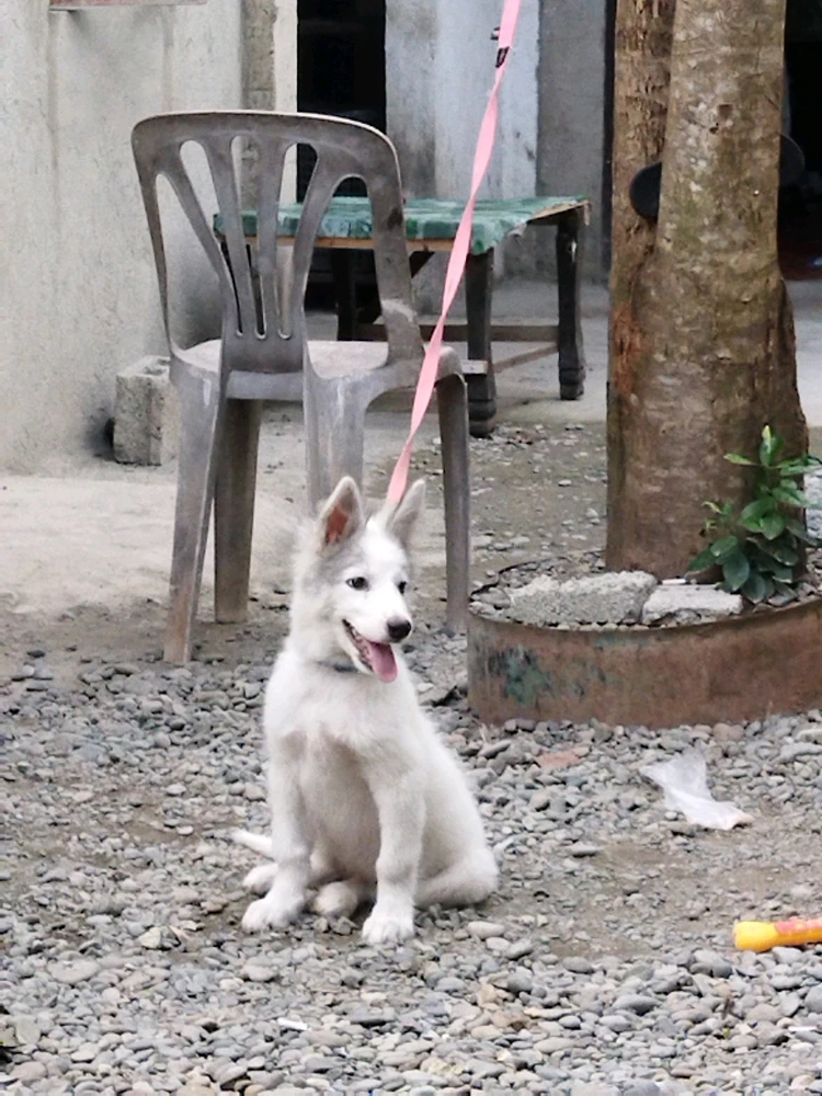 GIF gi-upload ni Isay