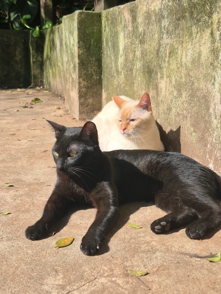 GIF enviado por Bruno