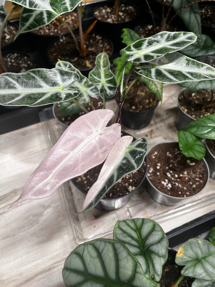 Zdjęcie dodane przez Kamil