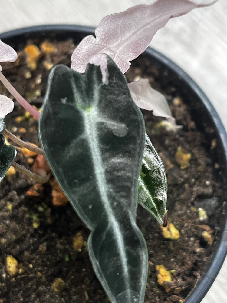 Zdjęcie dodane przez Kamil