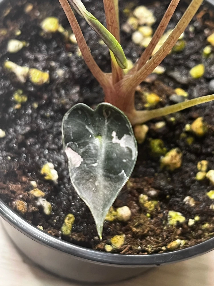 Zdjęcie dodane przez Kamil