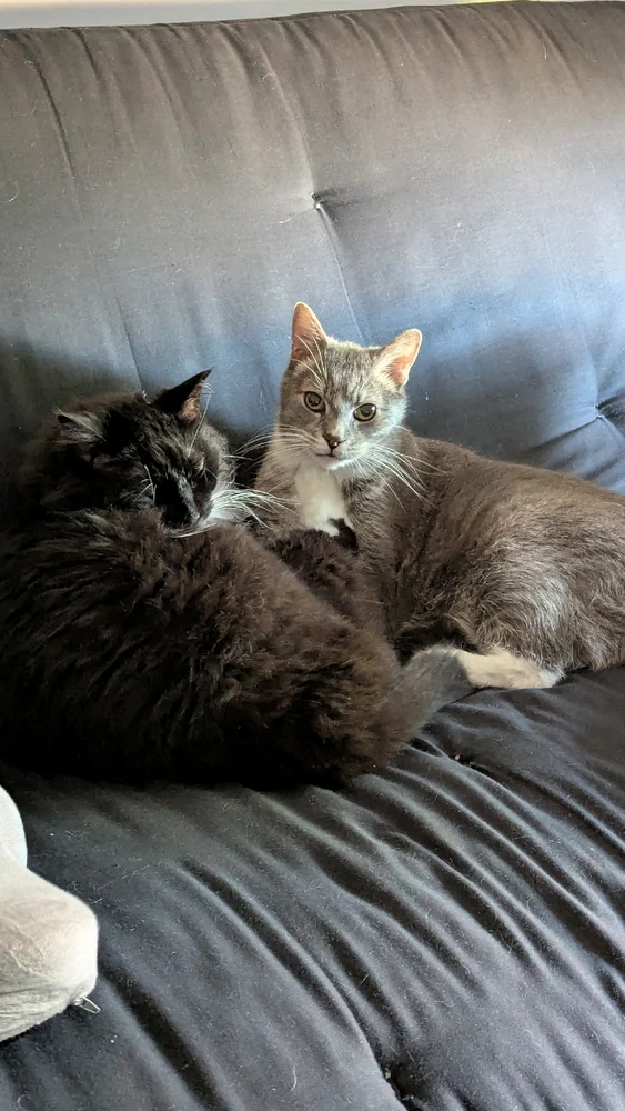 GIF uploaded by David