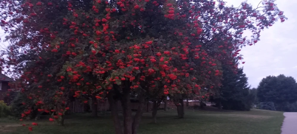 Flowering/fruiting trees