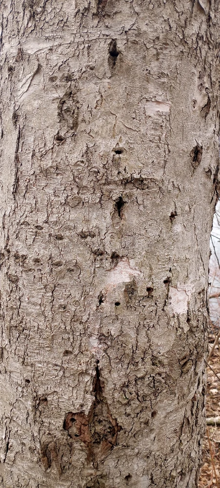 Popular woodpecker diner