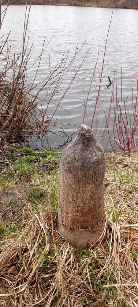 A beaver's leftovers