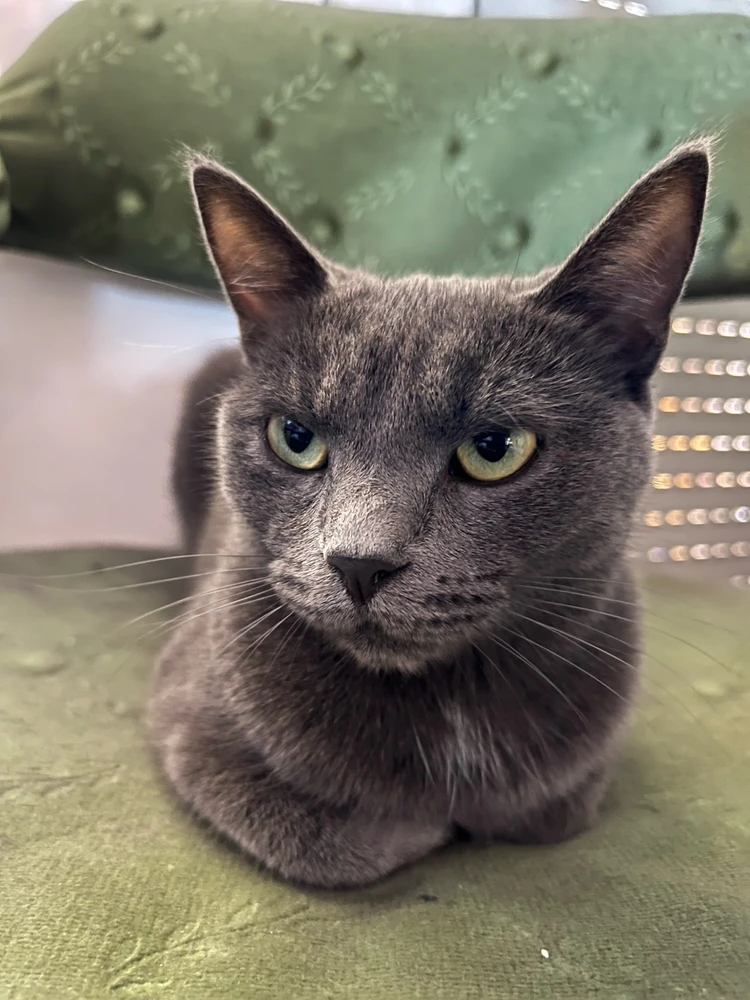 Tomi által feltöltött GIF