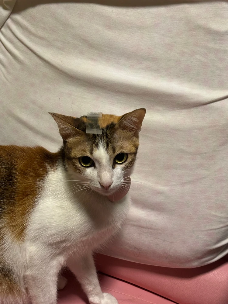 GIF uploaded by Pat♡