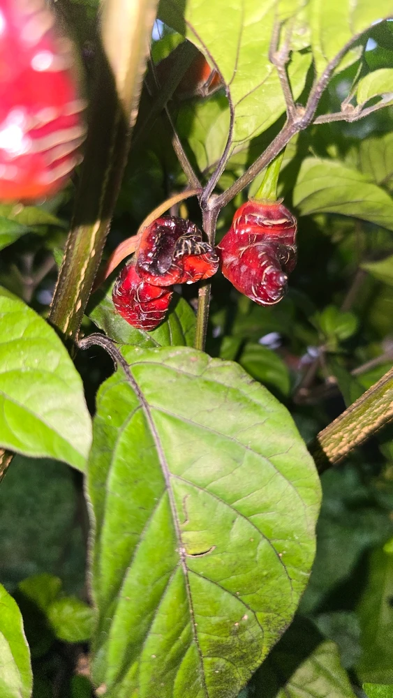 Image uploaded by H