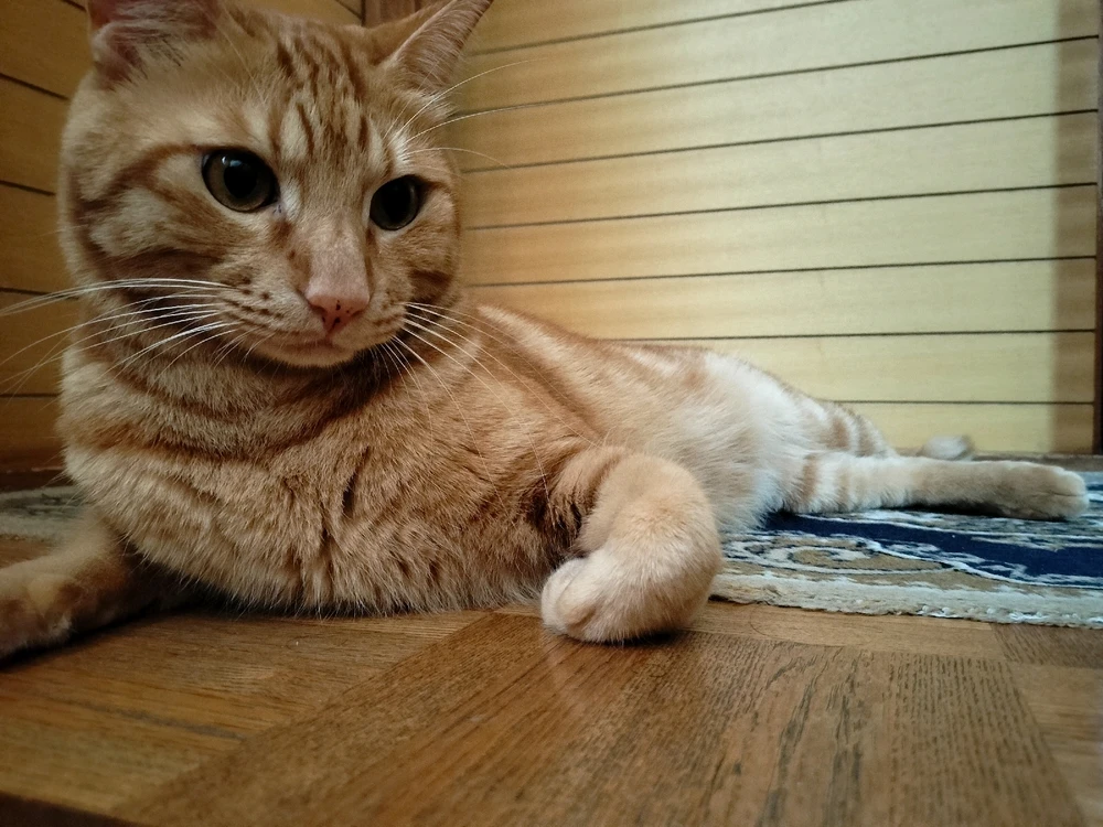 タイヨウがアップロードしたGIF