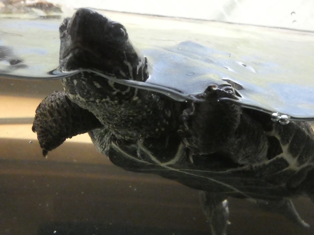 GIF uploaded by 𓂀 𝒦𝑜𝓇𝓇 𓂀