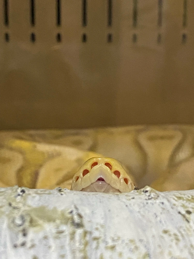 GIF อัปโหลดโดย Pemika