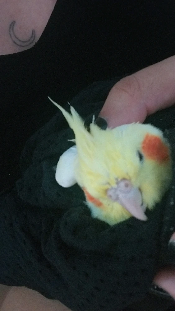 Imagem enviada por Angélica Ikeda