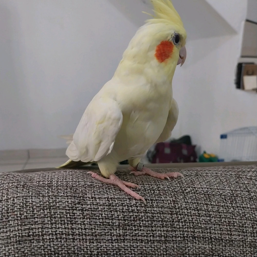 Imagem enviada por Angélica Ikeda