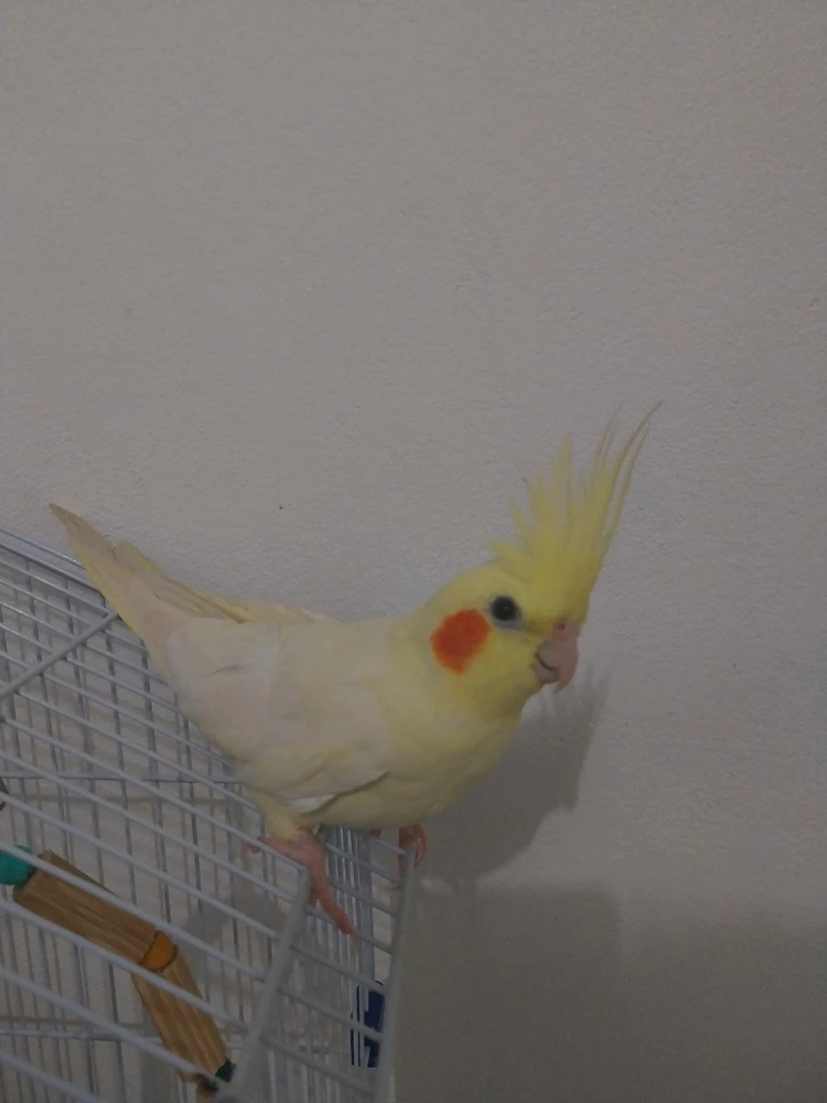 Imagem enviada por Angélica Ikeda