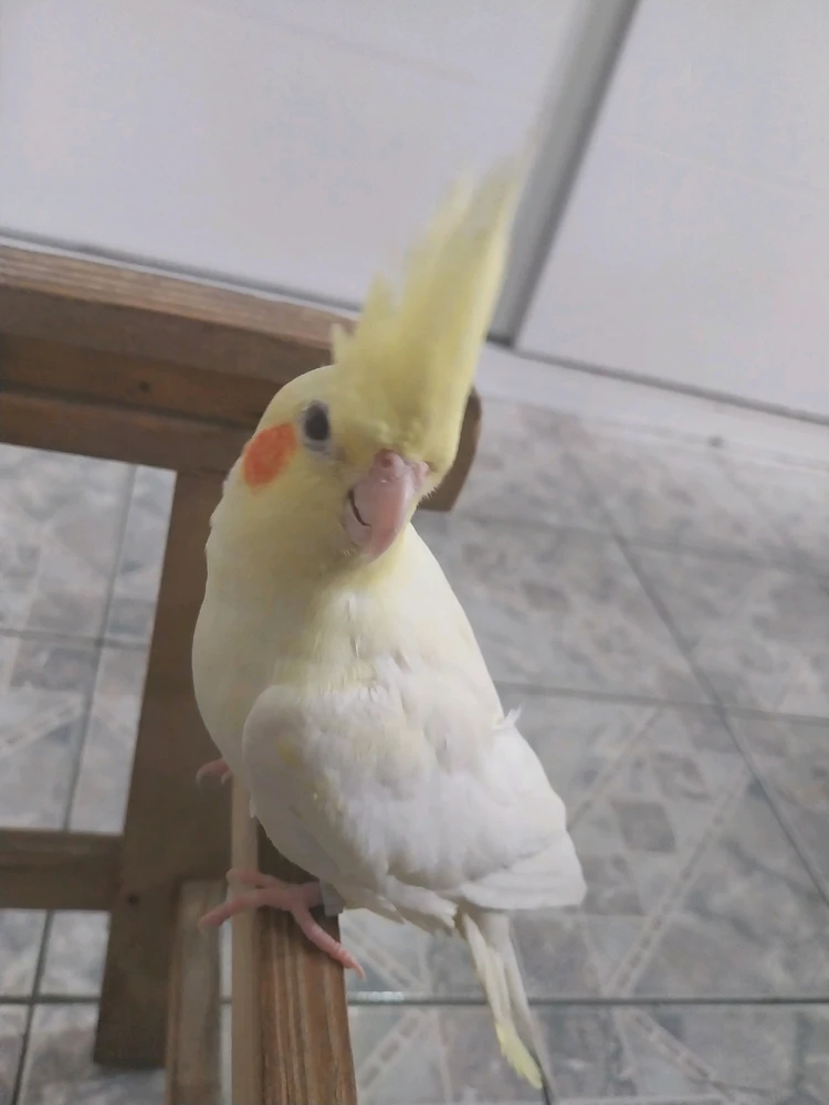 Imagem enviada por Angélica Ikeda