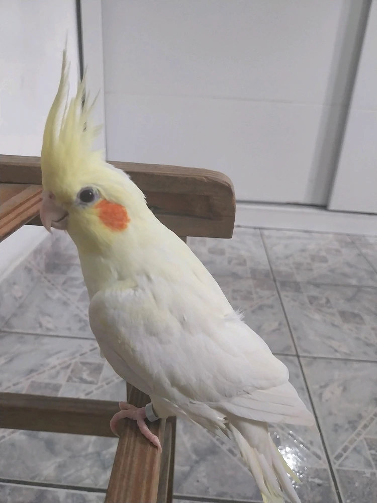 Imagem enviada por Angélica Ikeda