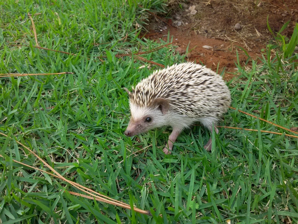 Imagem enviada por Gopnik