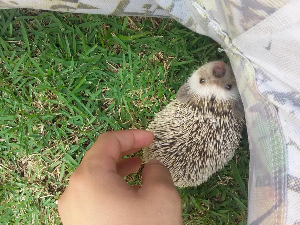 Imagem enviada por Gopnik