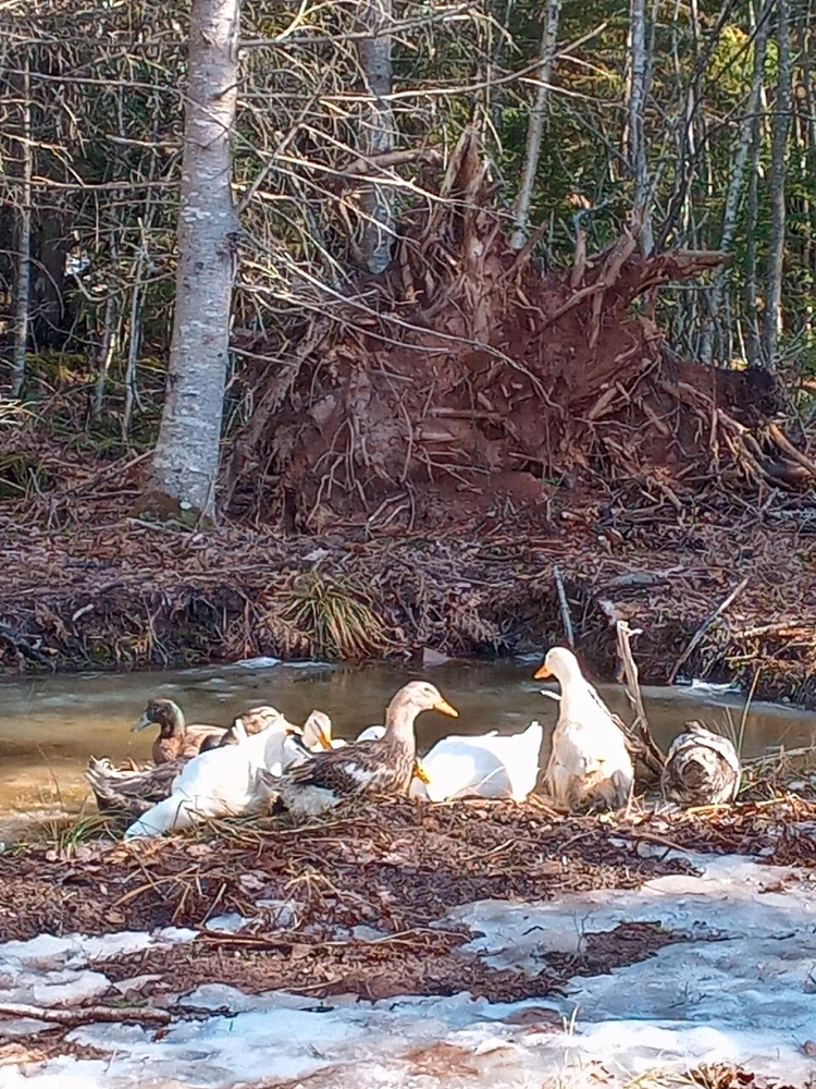 Image uploaded by Brooke