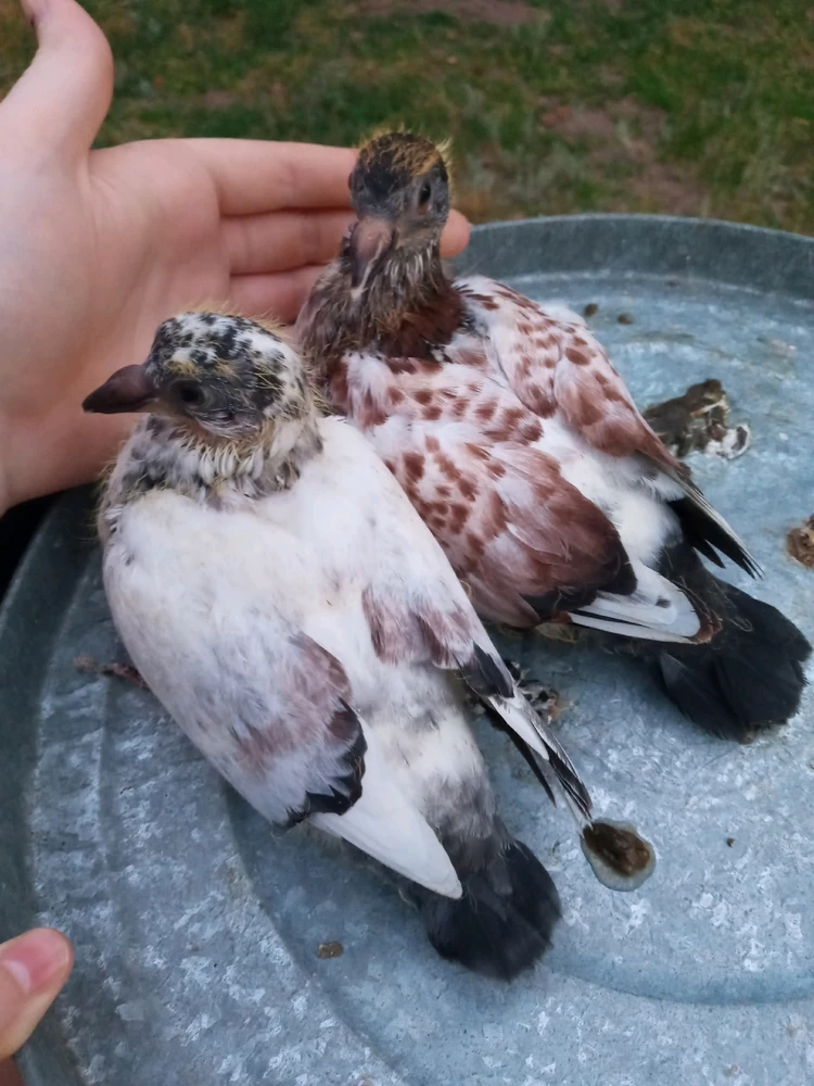 Image uploaded by Brooke