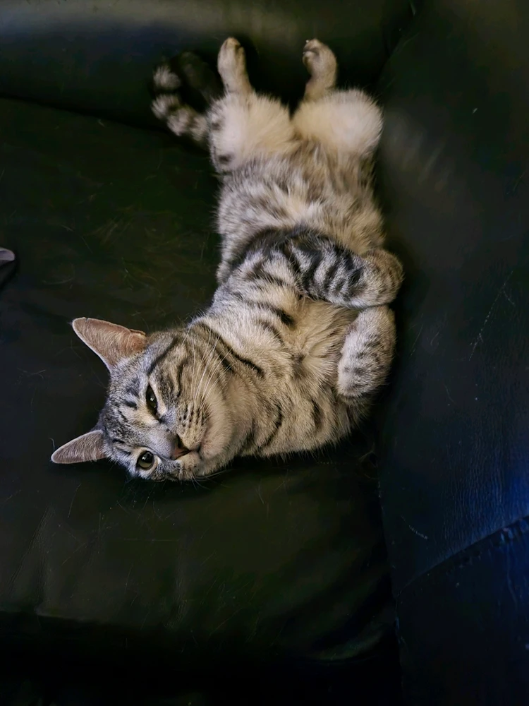 GIF uploaded by James