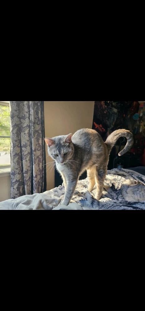 GIF uploaded by Trenton