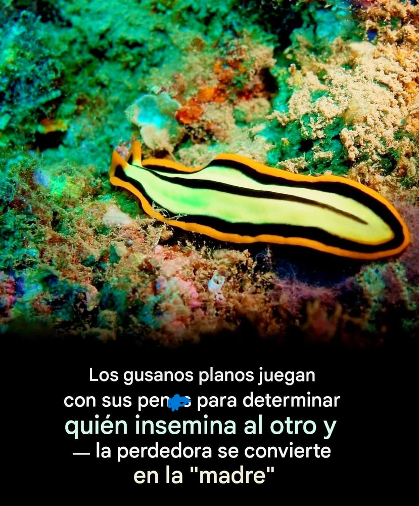 Imagen subida por Msd