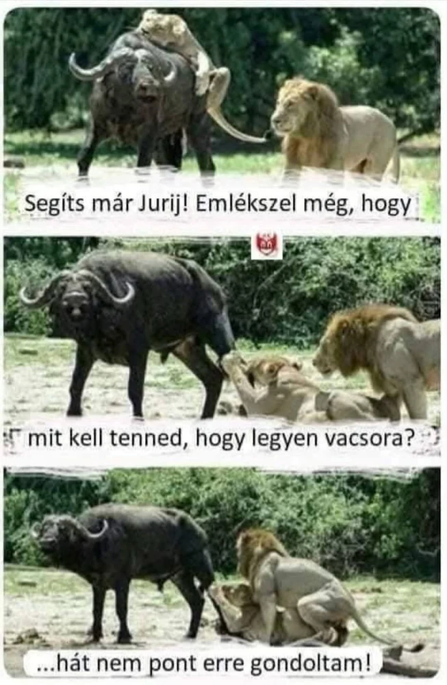 Mihály által feltöltött GIF