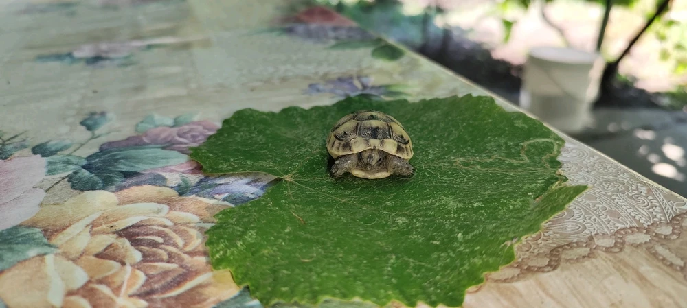 Imagine încărcată de Cristian