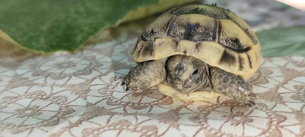 Imagine încărcată de Cristian