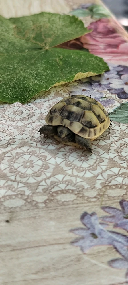 Imagine încărcată de Cristian