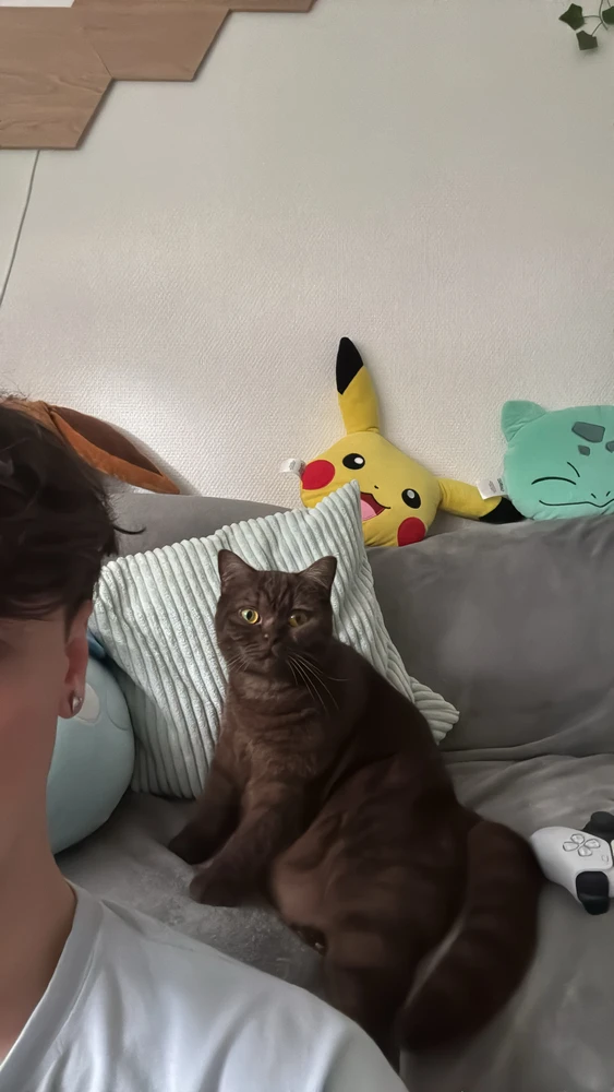 GIF ajouté par Antoine