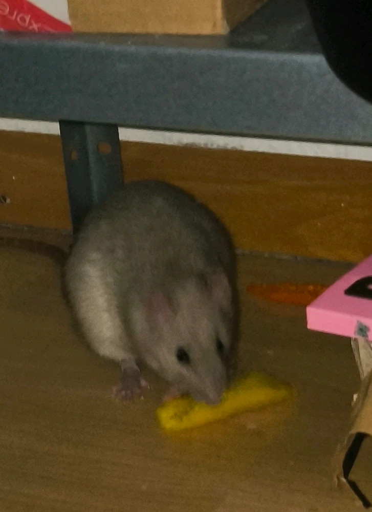 GIF hochgeladen von Luzi