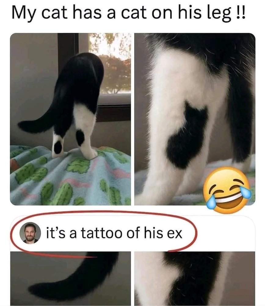 Chrif erabiltzaileak igotako GIFa