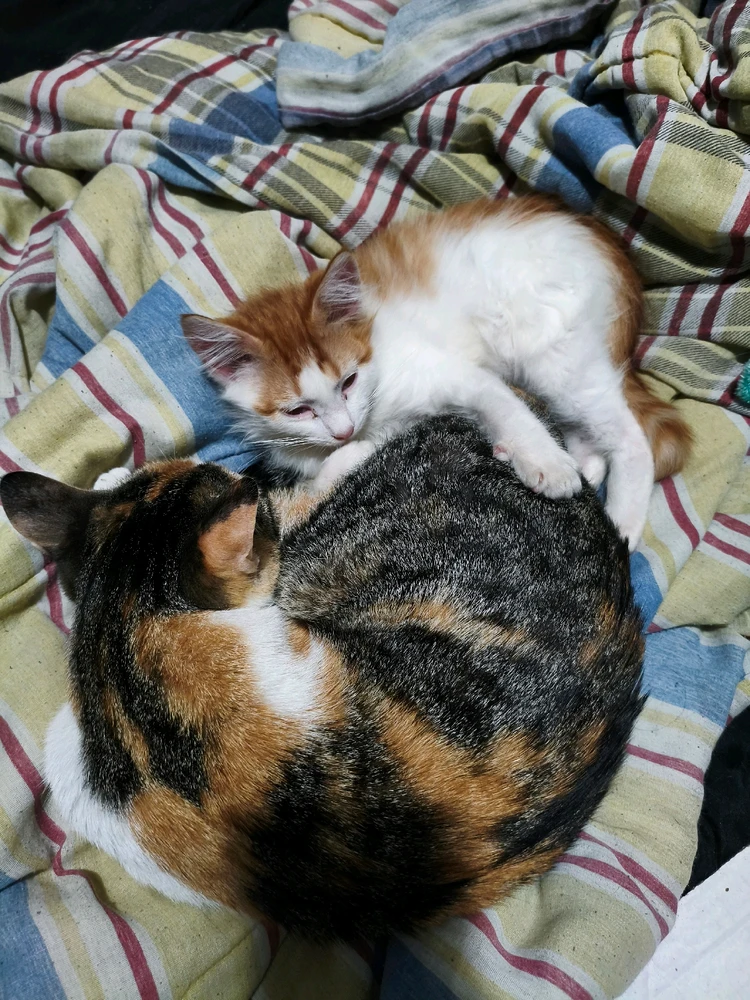 Annie, Emilio n Anduin