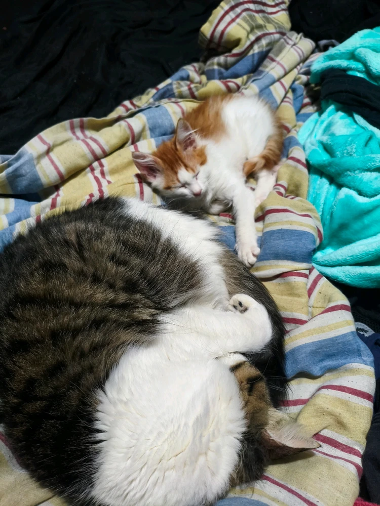 Annie, Emilio n Anduin