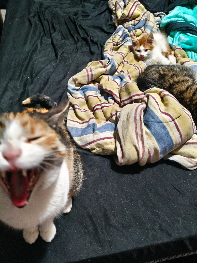 Annie, Emilio n Anduin