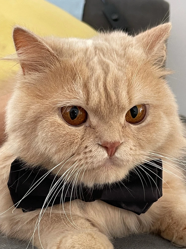 GIF uploaded by Weaam