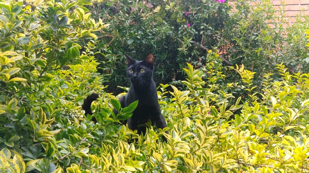 Image uploaded by ❤ Sophia aka Mango Mami ❤️