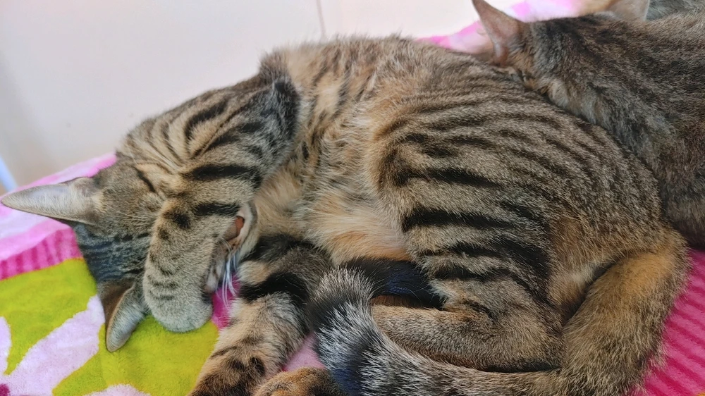 Image uploaded by ❤ Sophia aka Mango Mami ❤️