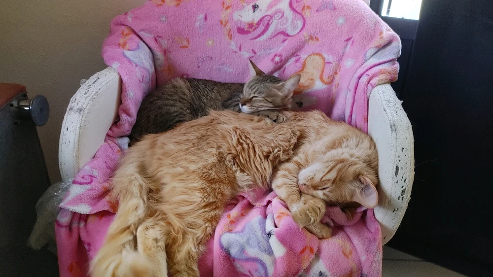 Image uploaded by ❤ Sophia aka Mango Mami ❤️