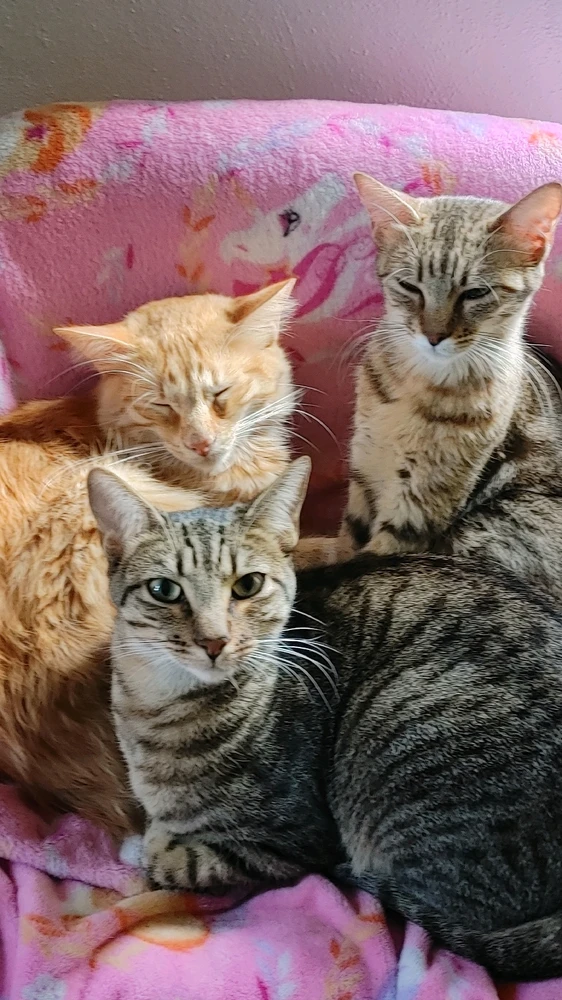 Image uploaded by ❤ Sophia aka Mango Mami ❤️