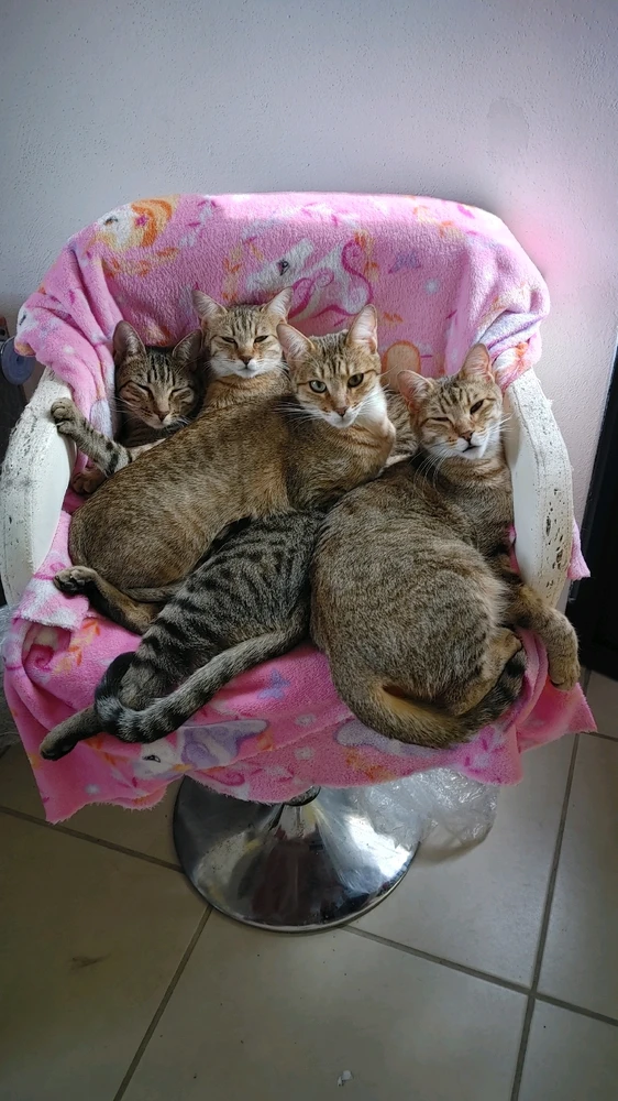 Image uploaded by ❤ Sophia aka Mango Mami ❤️