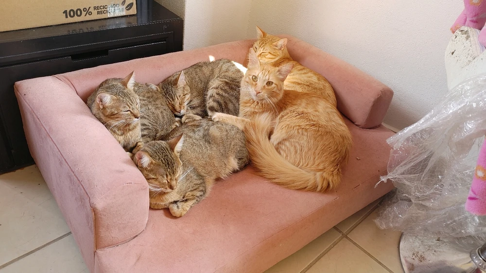 Image uploaded by ❤ Sophia aka Mango Mami ❤️