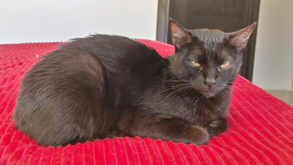 Image uploaded by ❤ Sophia aka Mango Mami ❤️