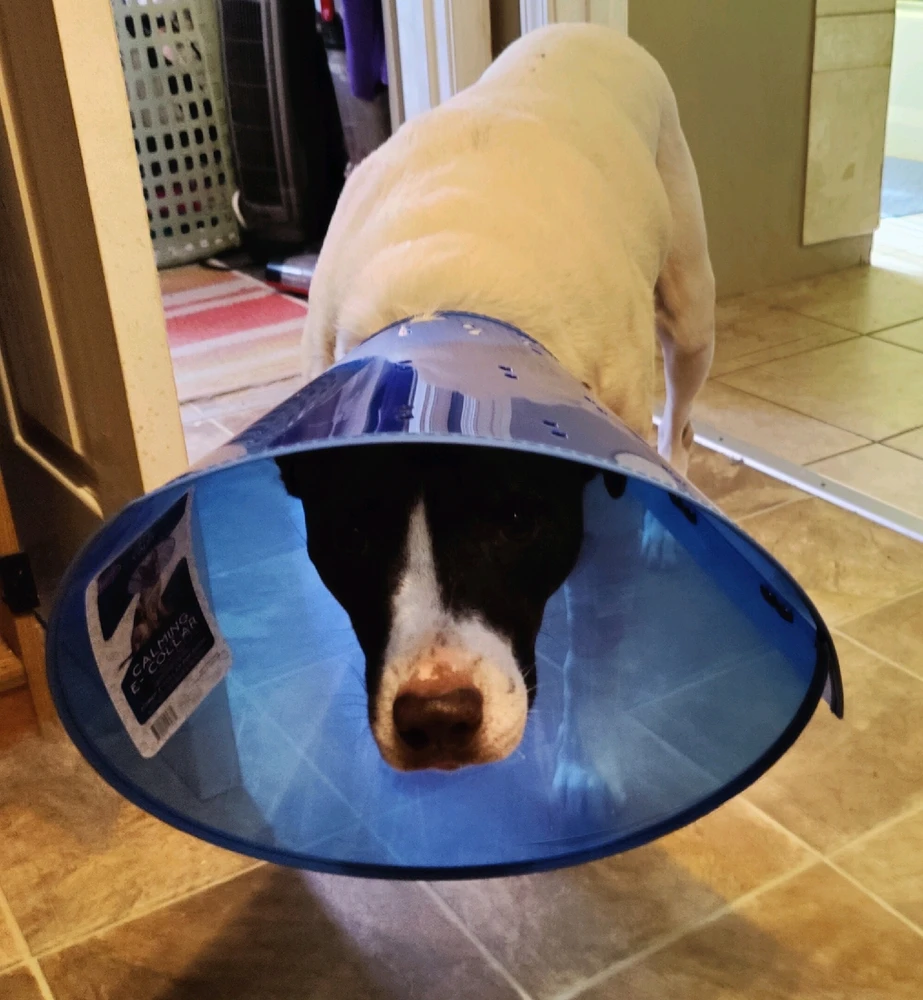 GIF uploaded by Dorian