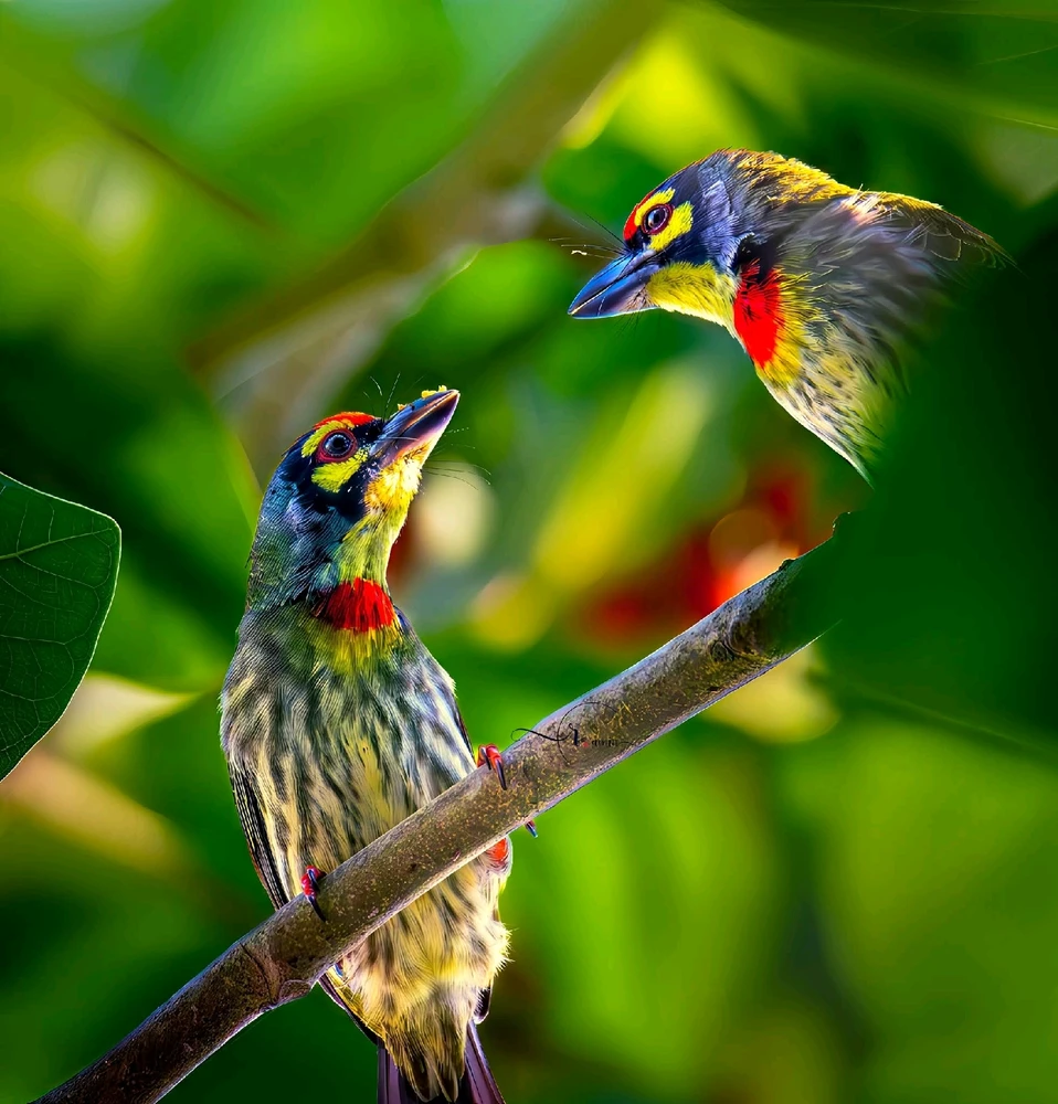 GIF uploaded by Maruf rubel