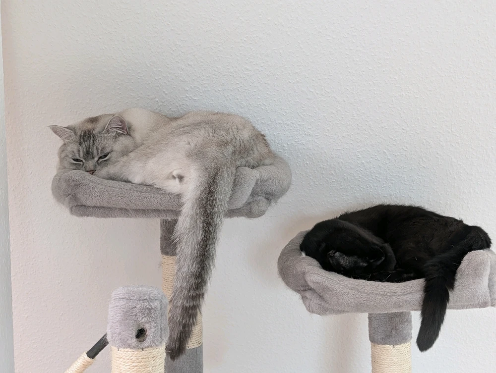 GIF hochgeladen von Rafael