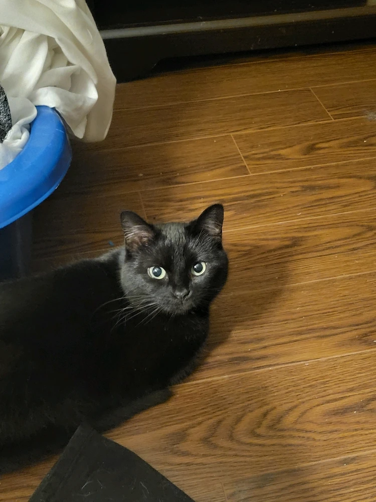 GIF uploaded by Isaac-Michael